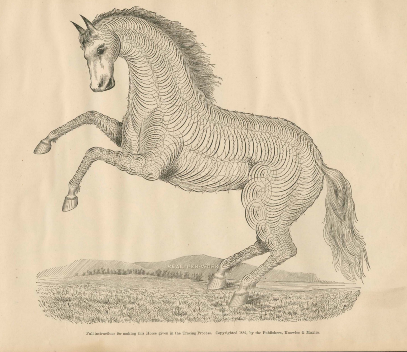 Tracing and Drawing of a Horse