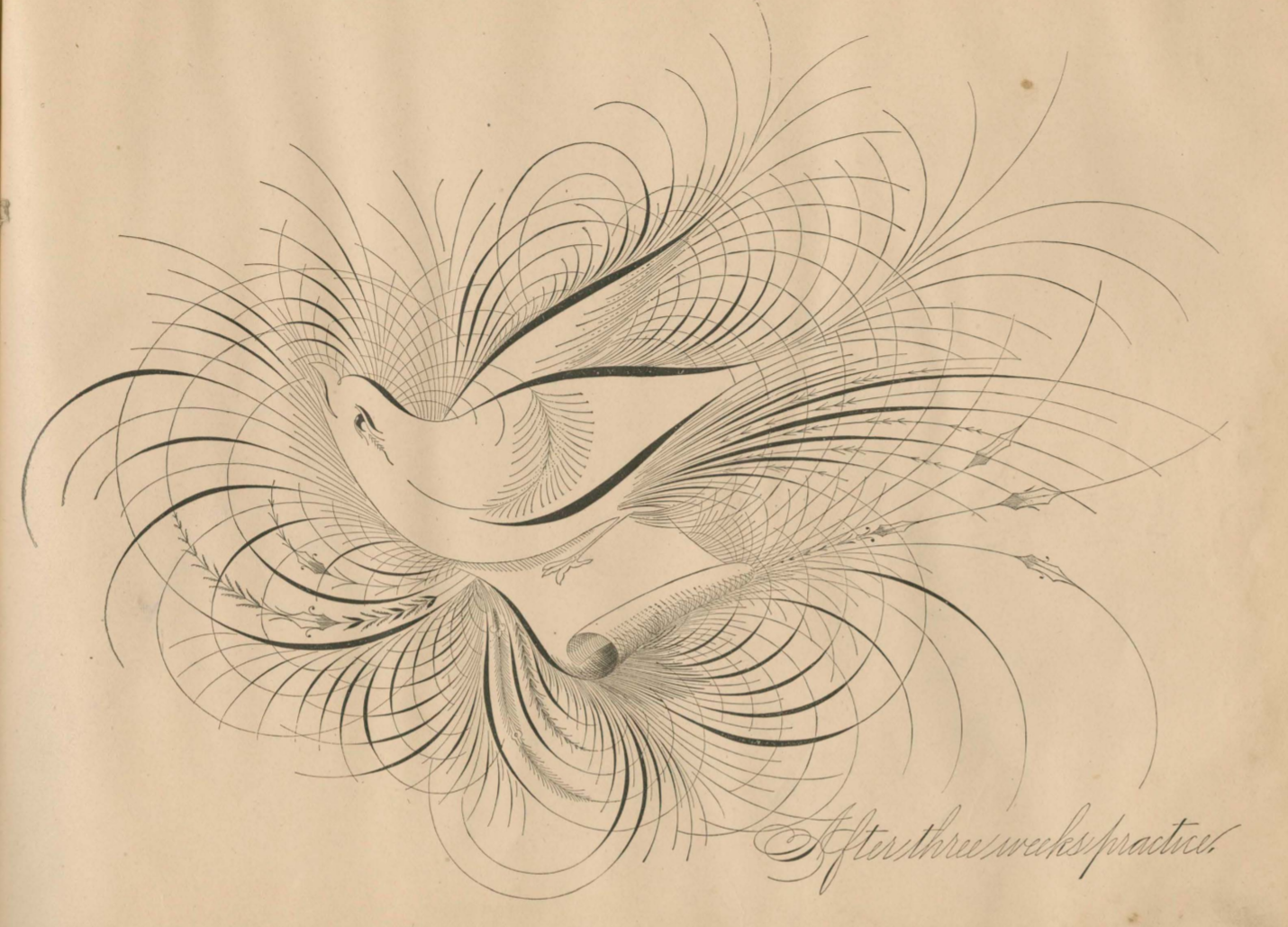 Tracing and Drawing of a Bird